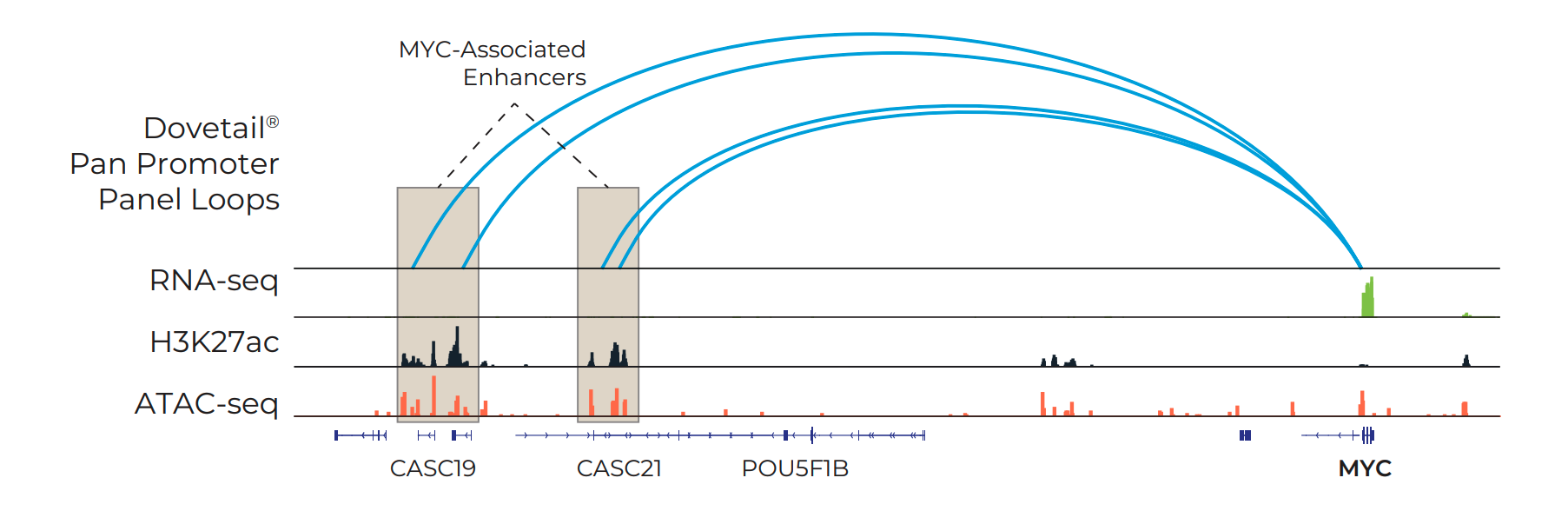 Dovetail Pan Promoter Panel Loops, RNA-seq, H3k27ac, ATAC-seq